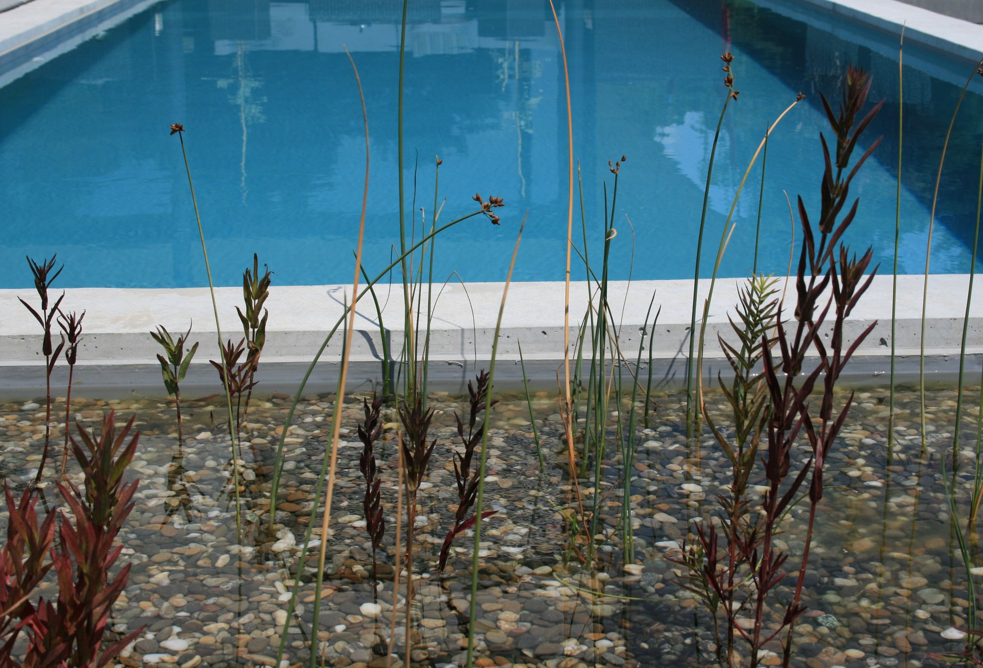 Biopool mit Kiesfilterzone und Wasserpflanzen