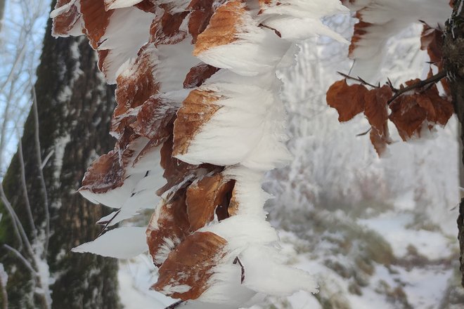Winterschnitt für Laubgehölze