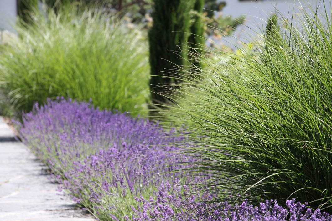 Lavendel und Ziergräser entlang Gartenweg