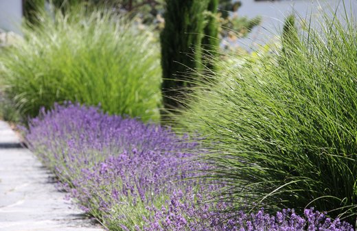 Lavendel und Ziergras