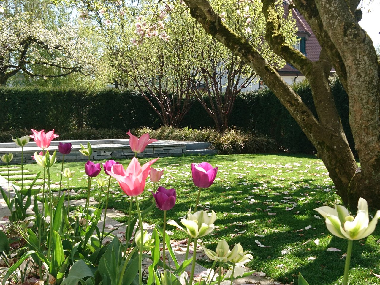 Tulpen und Stauden