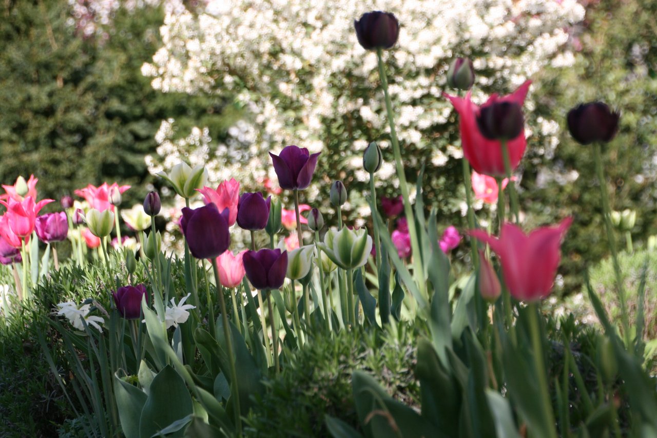 gemischte Tulpen Beetbepflanzung
