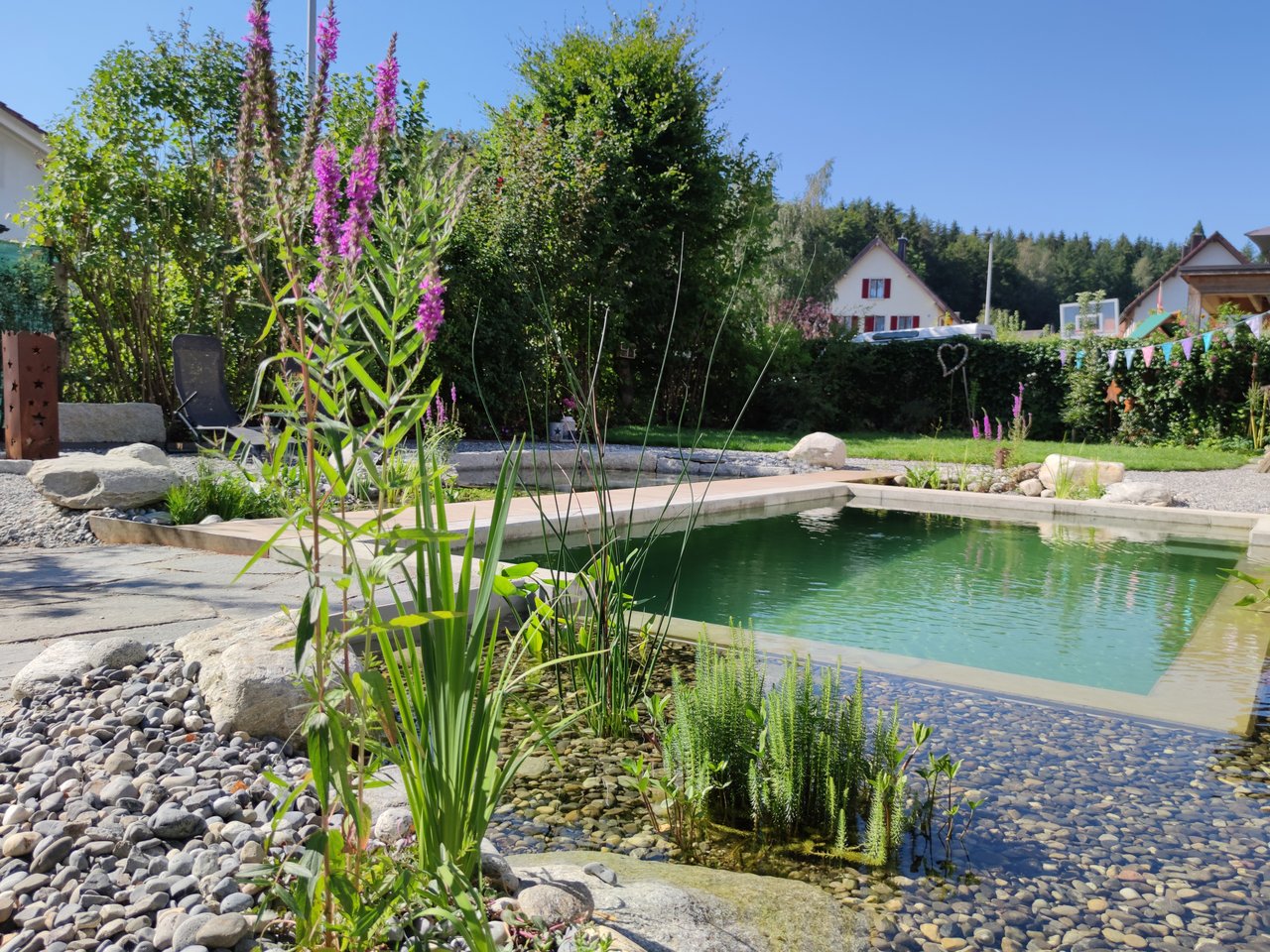 Naturpool klein mit Teichrandzonen und Blutweiderich