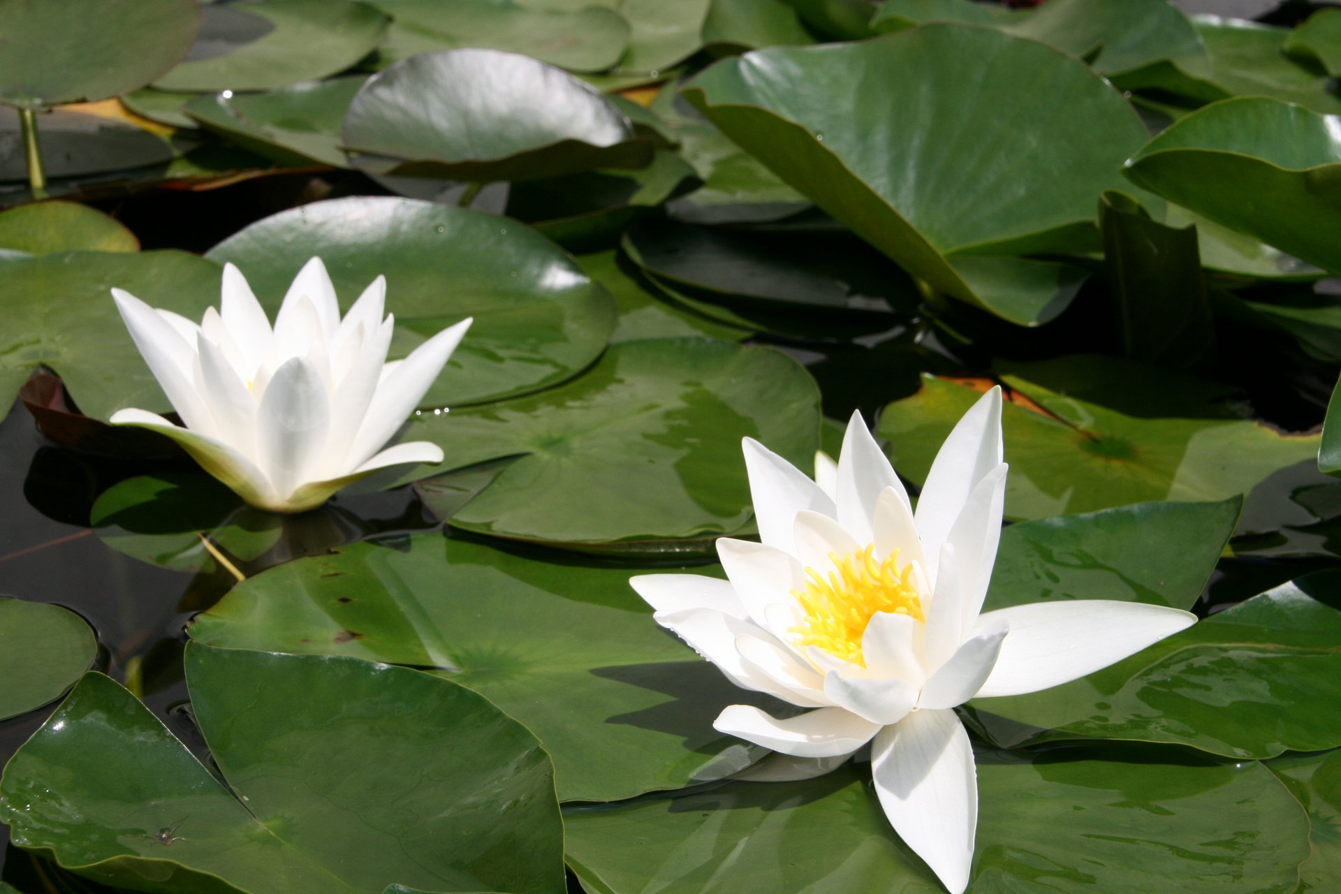 Nymphaea Hermine weisse sternförmige Blüte