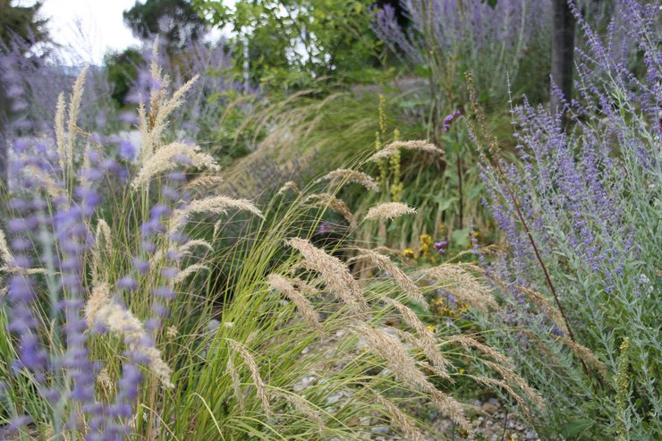 Ziergräser im Naturgarten