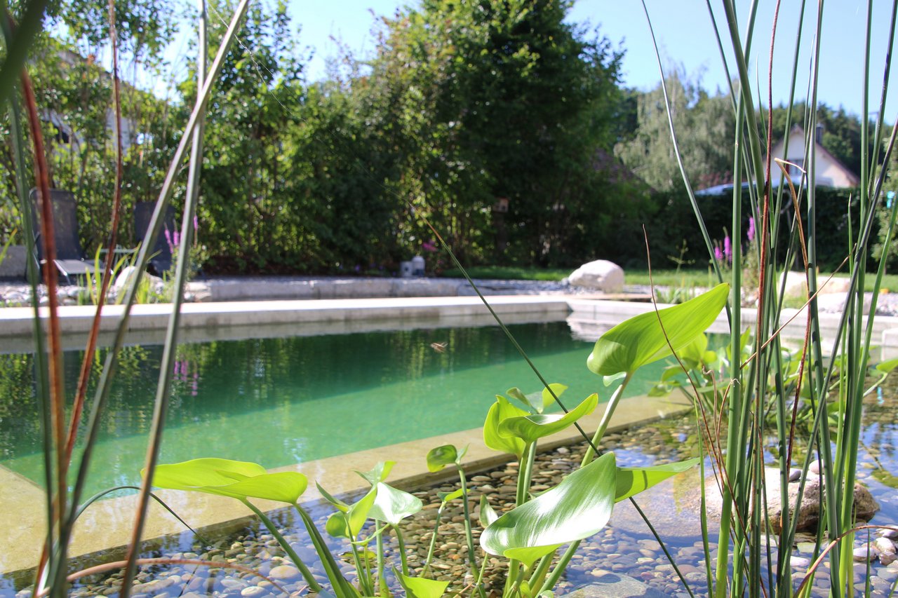 Gartenprojekt mit Pool und Wasserpflanzen
