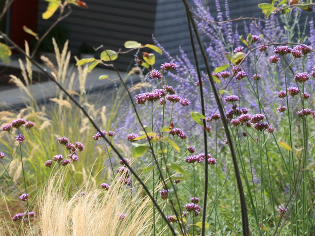 Verbena bonariensis und Ziergräser in Kiesgarten