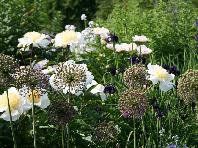 Zierlauch weiss in Staudenbeet