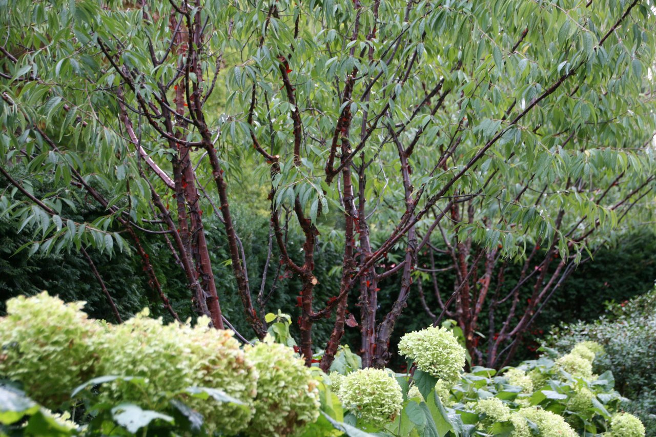 Prunus mehrstämmig