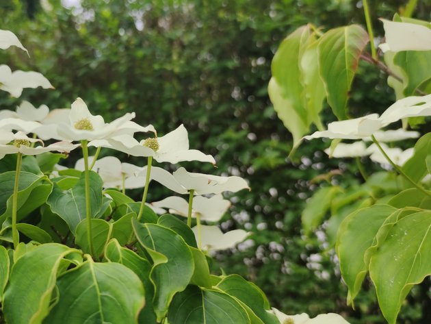 Cornus kousa Milky Way