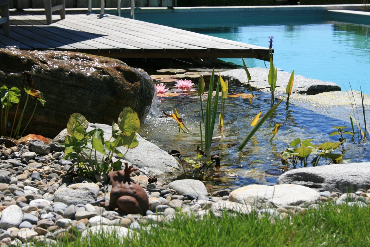 Wasserpflanzen und Seerose bei Schwimmteich