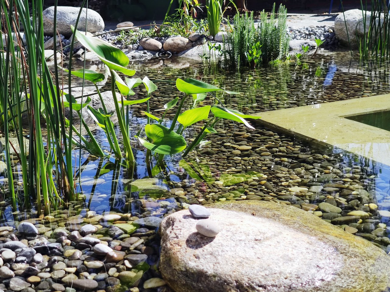 Teichrand bepflanzt in Kieszonen