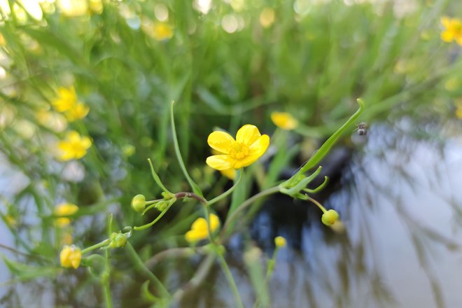 Ranunuclus flammula Brennender Hahnenfuss