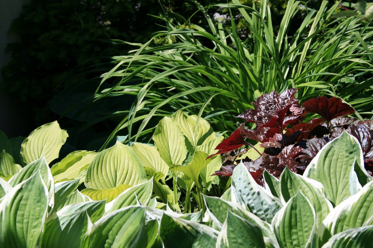 Hosta in Staudenbeet
