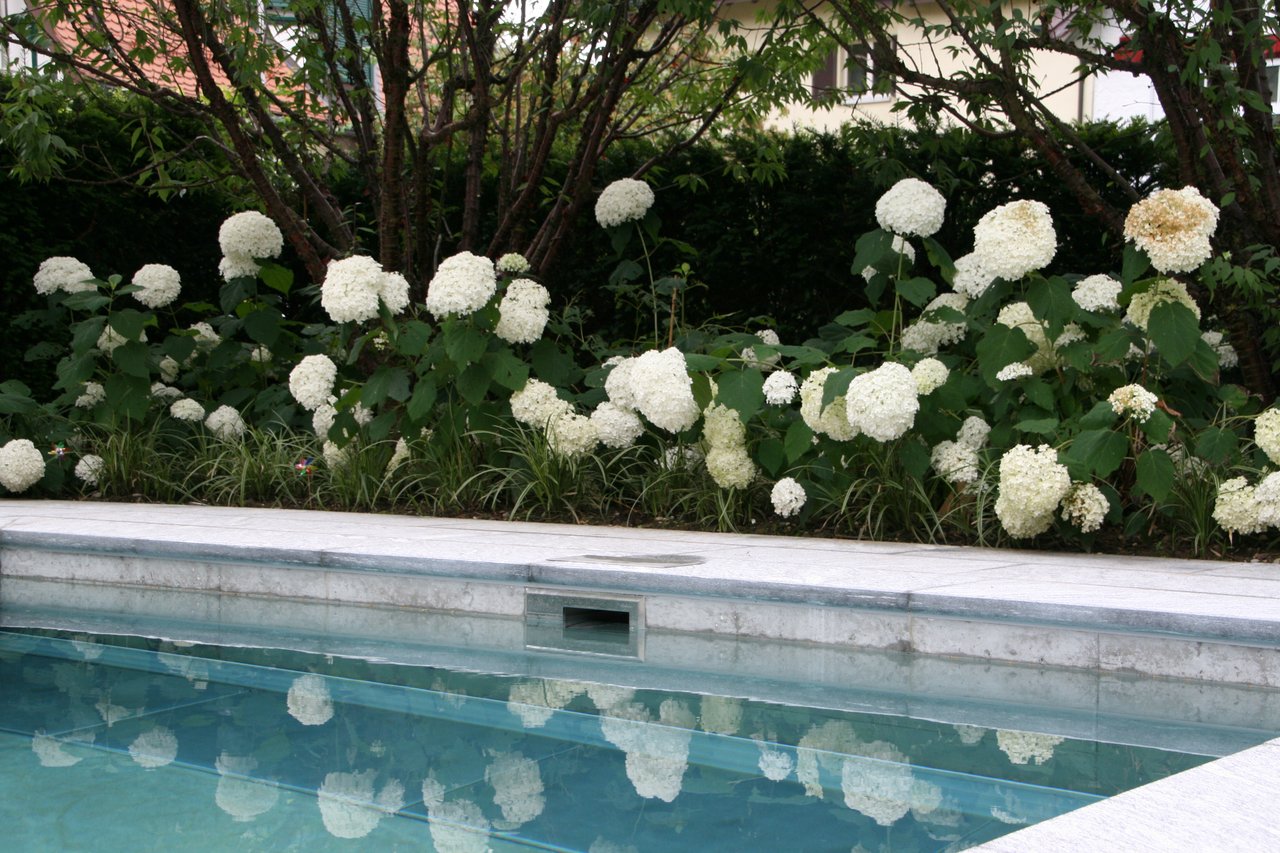 Hortensien am Pool
