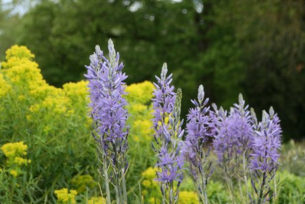 Camassia und Wolfsmilch Kombination