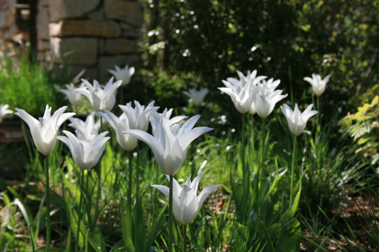Tulpe White Triumphator