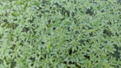 callitriche palustris 3.jpg