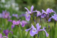 Iris versicolor_Amerikanische Sumpfschwertlilie (2).JPG