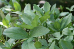 Menyanthes trifoliata_Fieberklee.JPG